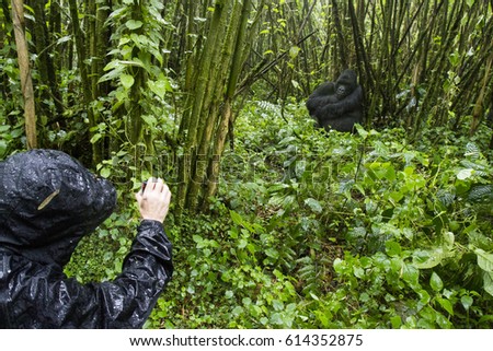 Tourist filming mountain gorilla in bamboo forest of Volcanoes National Park, Virunga, Rwanda, Africa. Royalty-Free Stock Photo #614352875