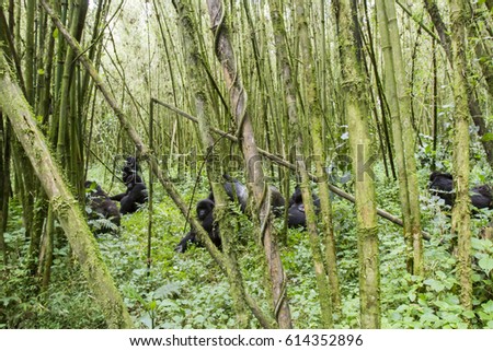 Group of mountain gorilla in bamboo forest of Volcanoes National Park, Virunga, Rwanda, Africa. Royalty-Free Stock Photo #614352896