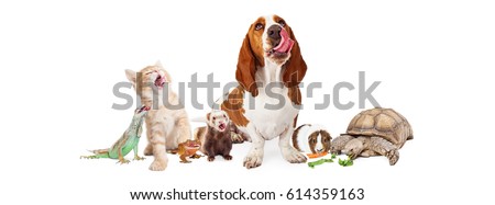 Large group of hungry domestic pets together on white studio background. Horizontal web banner or social media cover