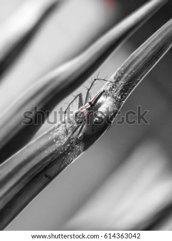 A Common Long-Jawed Orb Weaver Spider. This photo was taken in Brisbane, Australia. 