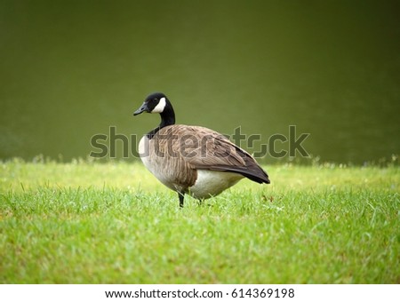 Isolated Goose