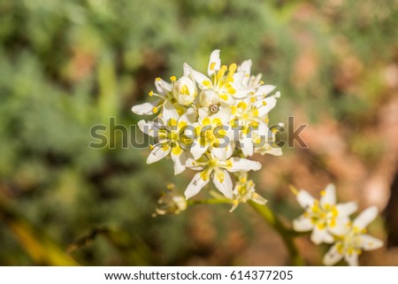 Star Lily (Toxicoscordion fremontii), known also as Frémont's deathcamas or star zigadene, found in California, southern Oregon, and northern Baja California