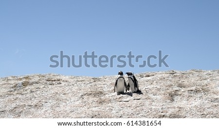 African penguins enjoying the sun