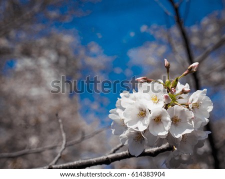 Japanese sakura Royalty-Free Stock Photo #614383904