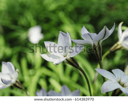 Flowers Royalty-Free Stock Photo #614383970