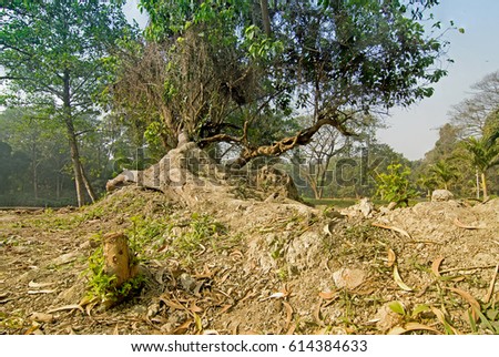 Dry leaves lying still on ground beside huge tree roots in a forest, beautiful winter morning scene. Perspective of fading away. Focus stacked nature image.