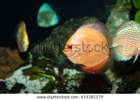 Discus (Symphysodon spp.), freshwater fish native to the Amazon Rive