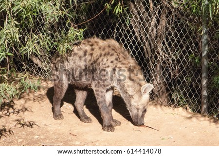 Large African Spotted Hyena sniffing ground for food