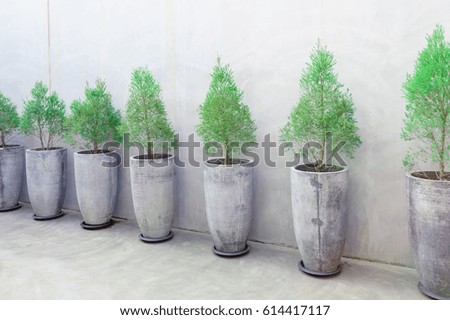 Pines in flowerpot are outside house with cement wall on background and copy space.