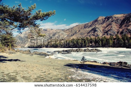 Sand beach of winter frozen river stream under snow and blue ice with pine trees on the background of mountain hills and clear blue sky Katun Altai mountains, Siberia, Russia