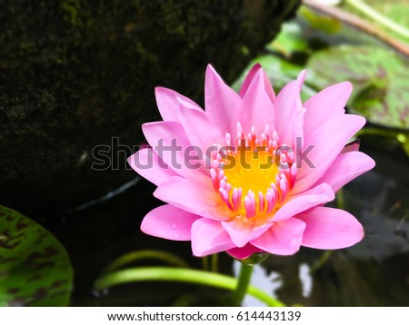 Pink lotus in the small pond.