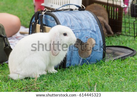 Cute white mini Lop in the grass garden, it comes with its owner to take a rest in a park as happiness