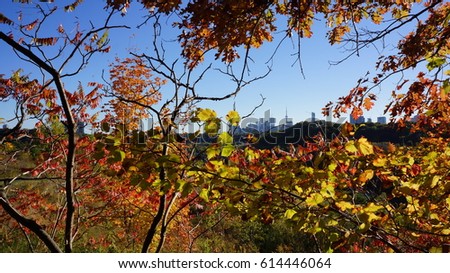 View of Toronto skyline through autumn leaves
