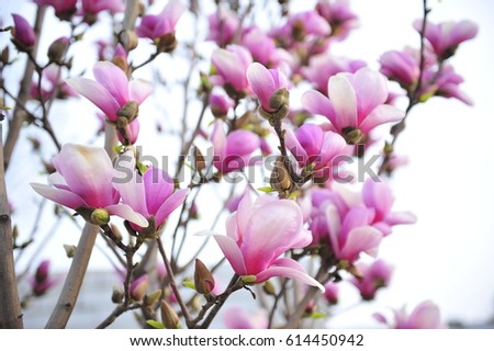 Magnolia flower blooming 