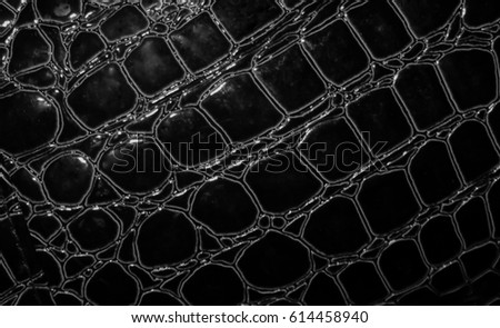 A black and white snake skin texture. This photo was taken in Brisbane, Australia. 