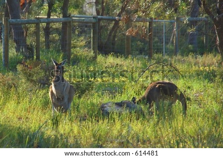 Kangaroos in the bushes