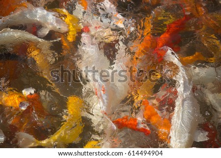 Colorful Fish Wallpaper
