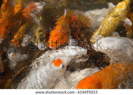 Colorful Fish Wallpaper