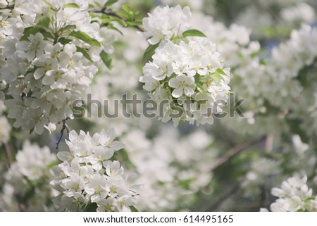 Blooming pear tree. White flowers. Spring nature
