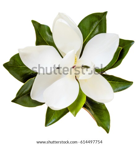 Magnolia flower, top view, isolated on white.  Dwarf variety of magnolia grandiflora, Little Gem.