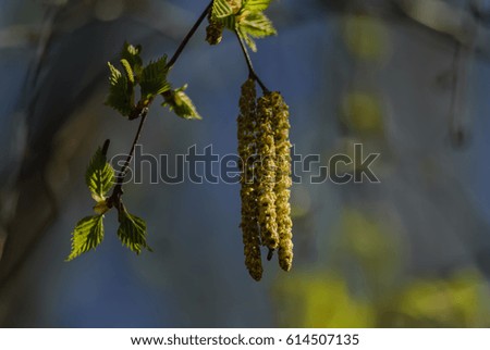 On a sunny, April day, small green leaves and birch catkins, against the background of a blue spring sky, create an image of spring, awakening, new life, joy and love.