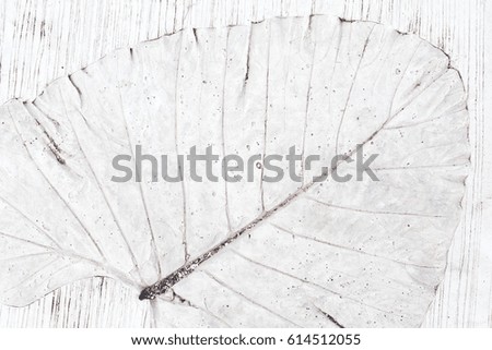 White abstract background with tropical plants shapes. Skeletones of leaves imprint on concrete floor as decoration.