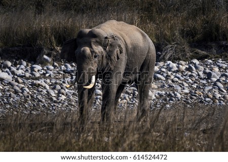 Indian Male Elephant