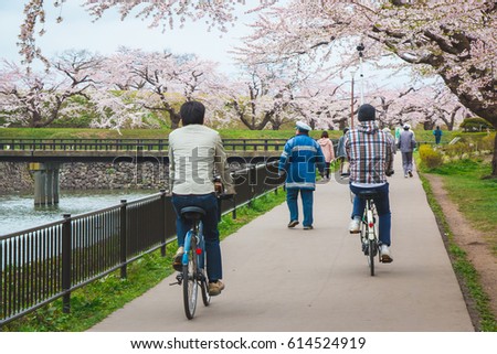 People cycling in a park which has many beautiful cherry blossom, or "Sakura", in Hakodate, Hokkaido, Japan