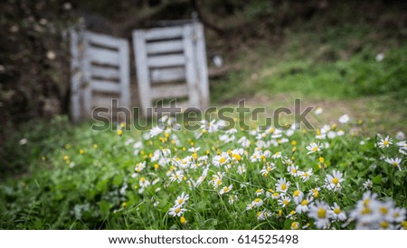 Daisies on the path to the blue entrance