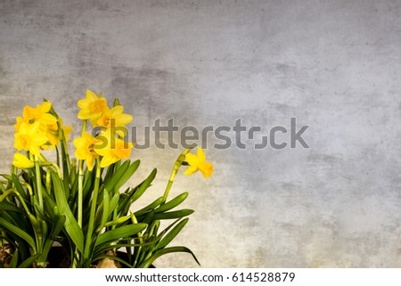 Yellow narcissus with gray concrete background