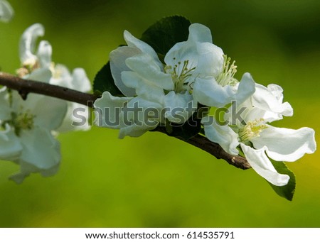 A blooming branch of apple tree in spring. photo of blossoming tree brunch with white flowers on bokeh green background. blossoming tree of an apple-tree. spring season