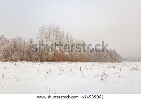Winter foggy landscape in polish countryside. Bad cloudy weather and hoarfrost on trees.