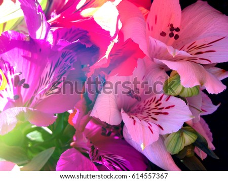 Beautiful magical bouquet with alstroemeria with bokeh sun lights