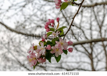 apple blossom branch on natural background