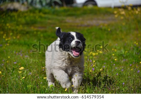 Landseer dog puppy kennel 