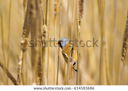 Funny bird. Yellow nature background.
Bearded Reedling / Panurus biarmicus