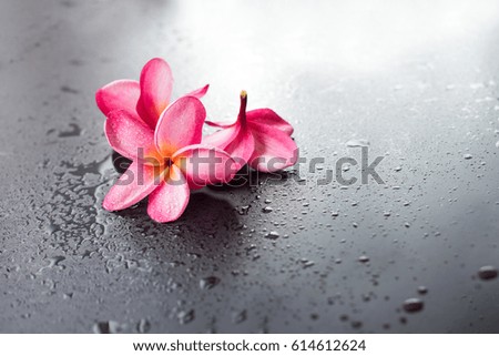 Group Pink Frangipani on Wet Black Background with Drop
