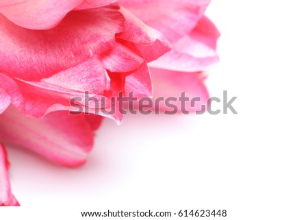 Closeup picture of tulip