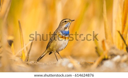 Cute bird. Yellow nature background.
Bluethroat / Luscinia svecica
