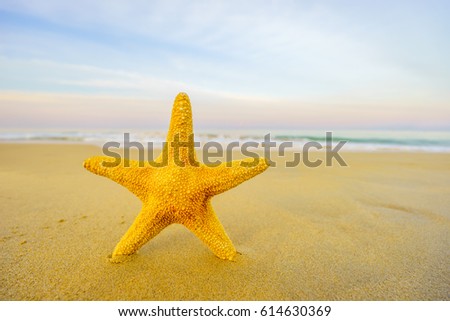 Starfish on the tropical  beach at dusk