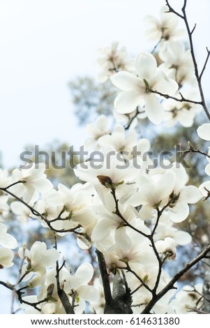 Beautifully blooming magnolia