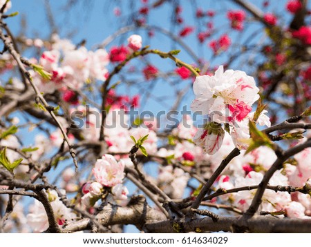 The flower Royalty-Free Stock Photo #614634029