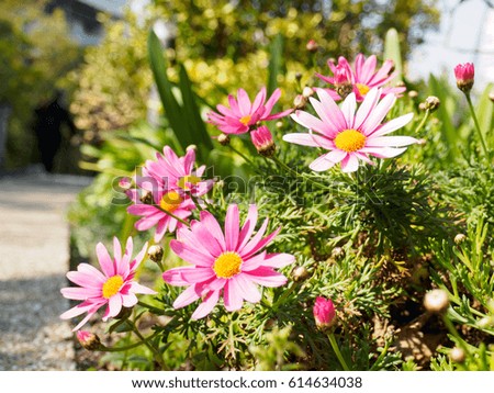 The flower Royalty-Free Stock Photo #614634038