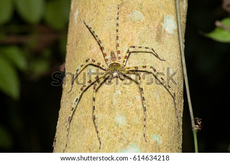 A Beautiful Spider With Red Stripes Sitting On A Tree With Black Background
