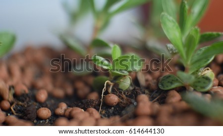 A cactus in pot on wood background, image style blur. Cactus decorated in a coffee shop. Focus on the center of the picture. Soft focus.