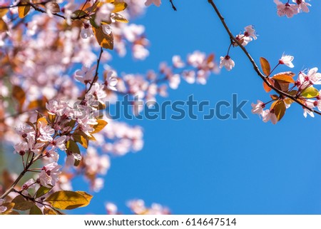 Spring tree branch in blossom, or cherry blossom. Artistic retro vintage edit background with copy space for text.