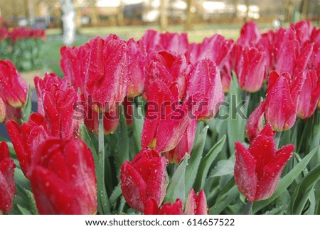 Background of red tulips with dew growth in the park on sunrise.