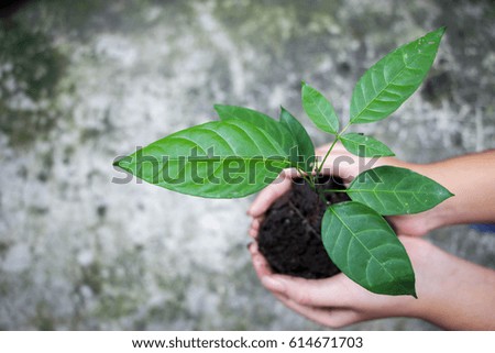 hands holding green young plant on grungy cement texture background