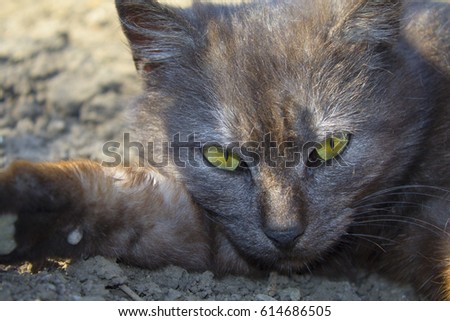 gray cat with yellow eyes