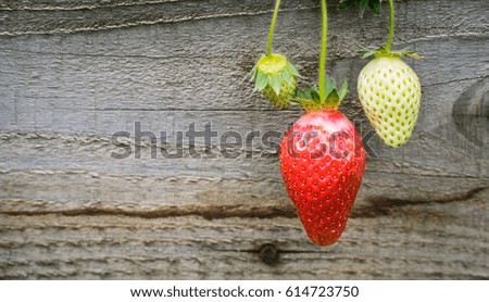 Close up photography of the strawberry that hanging on the wooden board. Picture taken in the garden in the spring.Red strawberry stands out from crowd and it could be used for showing symbolic story. Royalty-Free Stock Photo #614723750